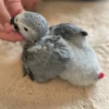 African Gray Parrot