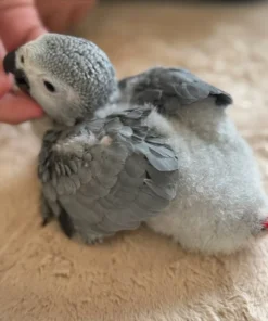 African Gray Parrot