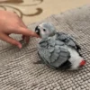 African Gray Parrot