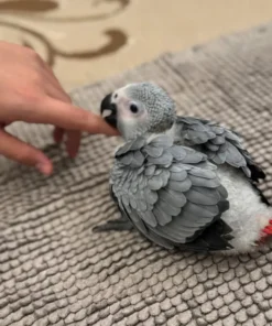 African Gray Parrot