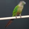 buy Green Cheek Conure