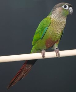buy Green Cheek Conure