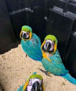 Blue & Gold Macaw Baby Parrots-(Males/Females)