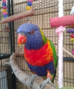 Rainbow Lorikeet Bird-(Didi)