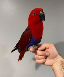 Mia