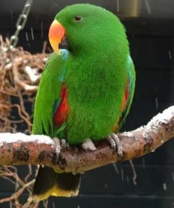 Suzie