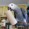 African Gray Parrot