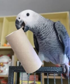 African Gray Parrot