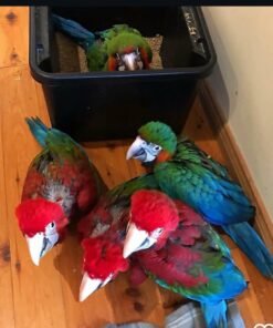 Harlequin Macaw Baby Parrots-(Males/Females)