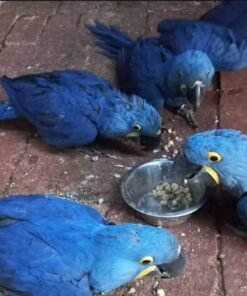 Hyacinth Macaw Baby Parrots-(Males/Females)