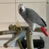 African Gray Parrot