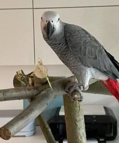 African Gray Parrot