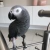 African gray parrot