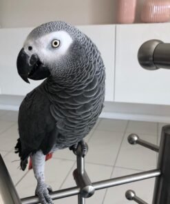 African gray parrot