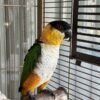 Caique