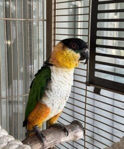Caique