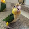 Caiques