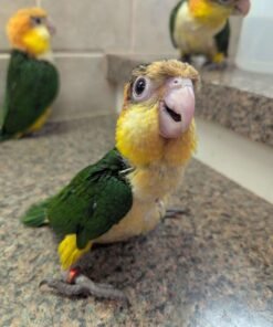 Caiques