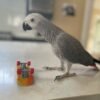 African Gray Parrot