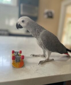 African Gray Parrot