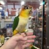 Ciaque Parrot