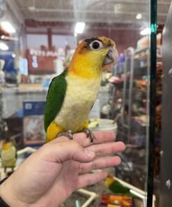 Ciaque Parrot