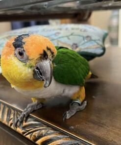 Kiwi