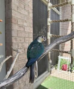 Baby Turquoise Green Cheek Conure