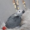 African Gray Parrot