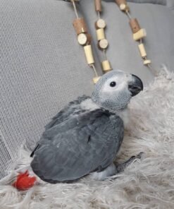 African Gray Parrot