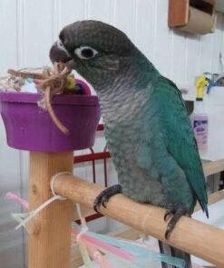 Turquoise Green Cheek Conure