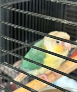 Green Cheek Conures - Hand Fed - 8 Weeks Old