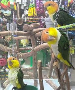 White Belly Caique