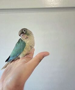Green Cheek Conure