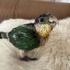 Caique