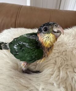 Caique