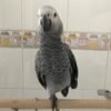 African Gray Parrot