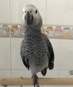 African Gray Parrot