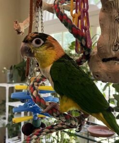 White Bellied Caique